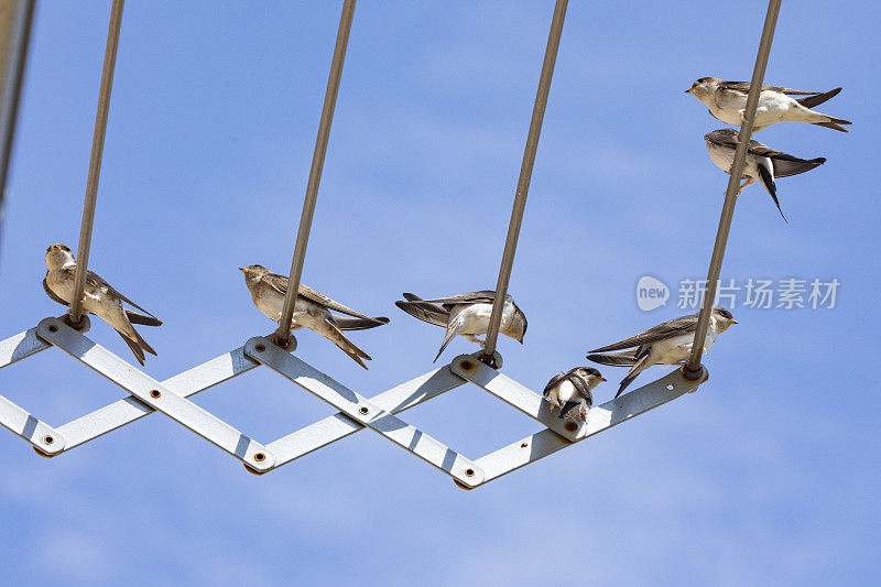 家燕(Hirundo rustica)靠近我的窗户。躺在我的衣架上